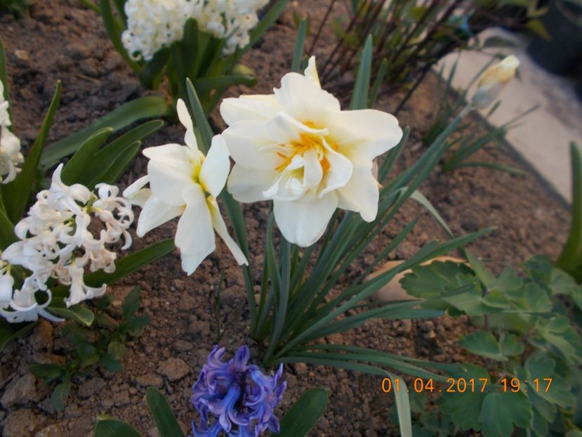  - Flori de gradina-2016-2017-2018-2019-2022
