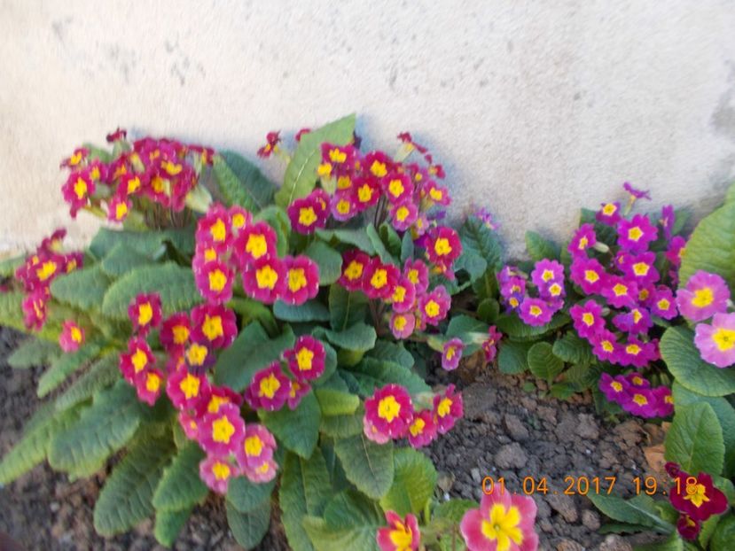  - Flori de gradina-2016-2017-2018-2019-2022