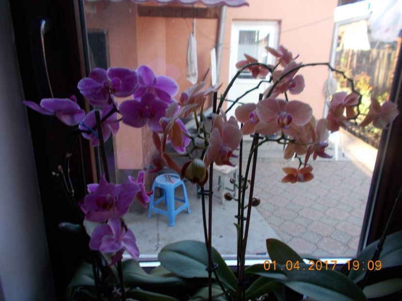  - Orhidee