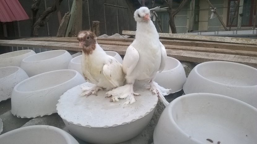  - de vinzare cuiburi ipsos