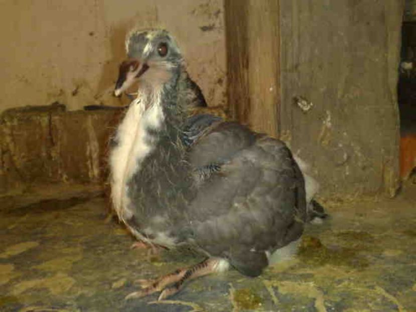  - Pui 2017-2018 -2019-2020 -2021-matca-doici-vind aproape tot lotul