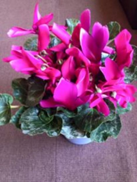 Cyclamen - FLORILE MELE 2017