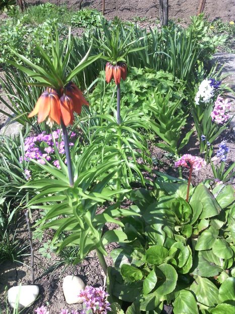  - 01-Flori din curtea mea 2017