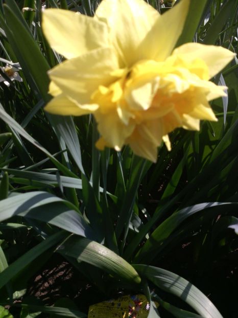  - 01-Flori din curtea mea 2017