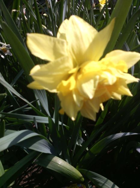  - 01-Flori din curtea mea 2017