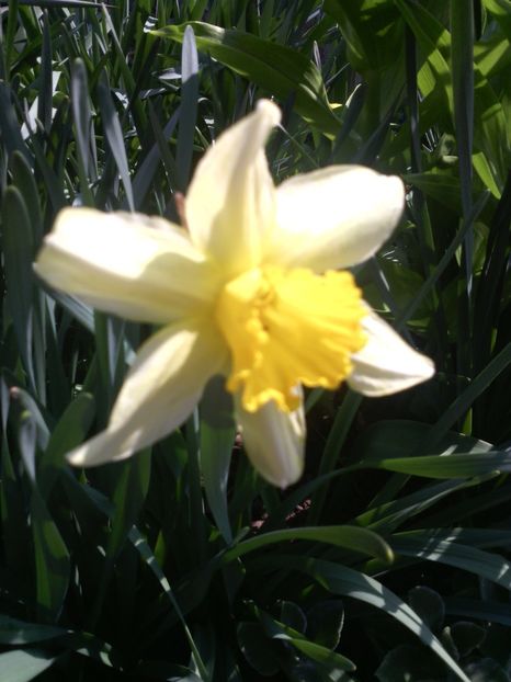  - 01-Flori din curtea mea 2017