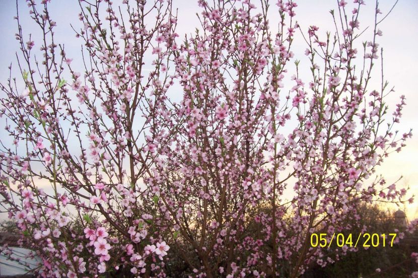  - bine ai venit primavara