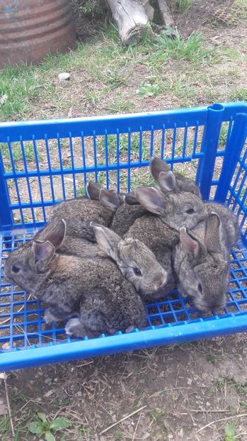 Descendentii - F RO 91 95_5 P