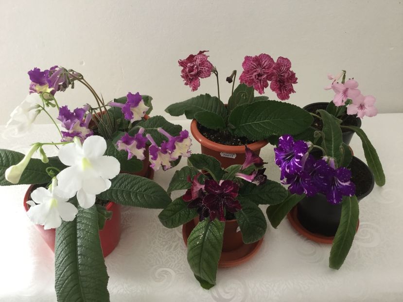  - Streptocarpusi 2017