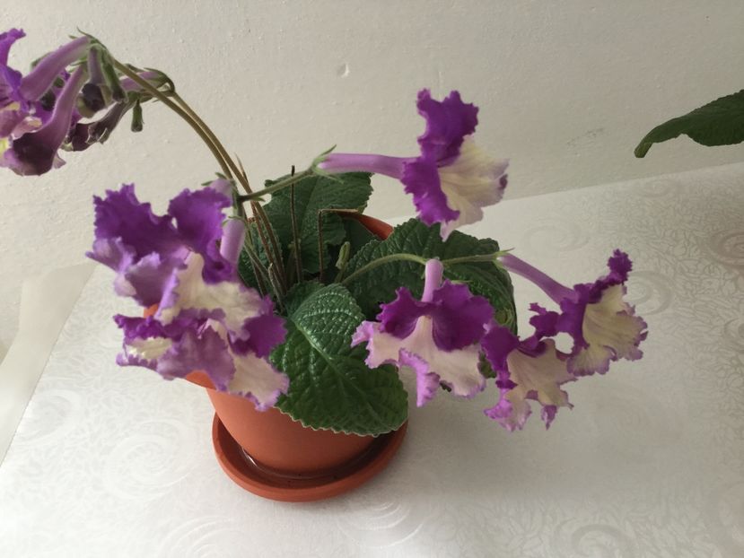  - Streptocarpusi 2017