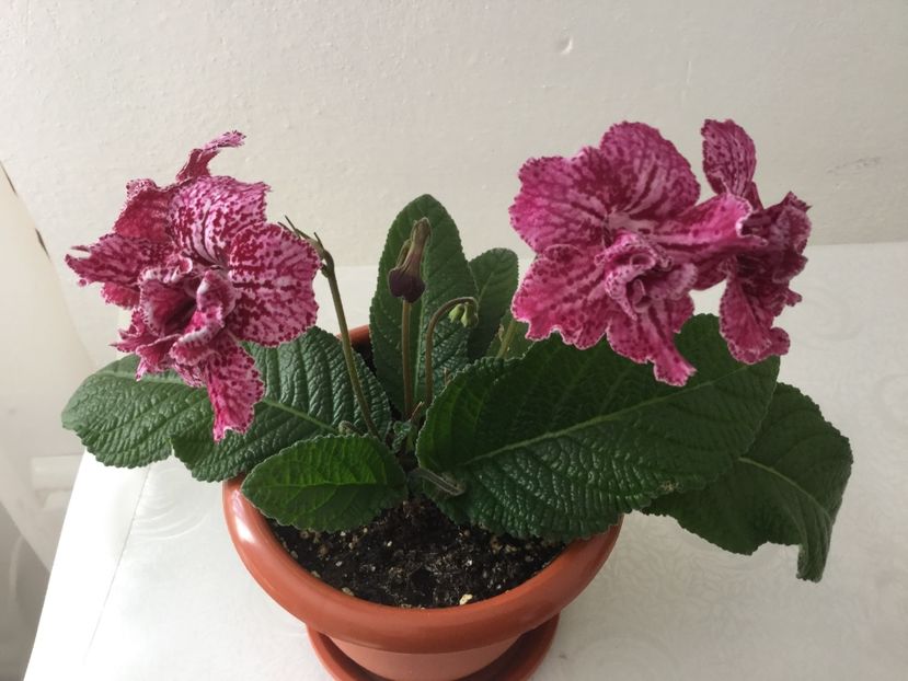  - Streptocarpusi 2017