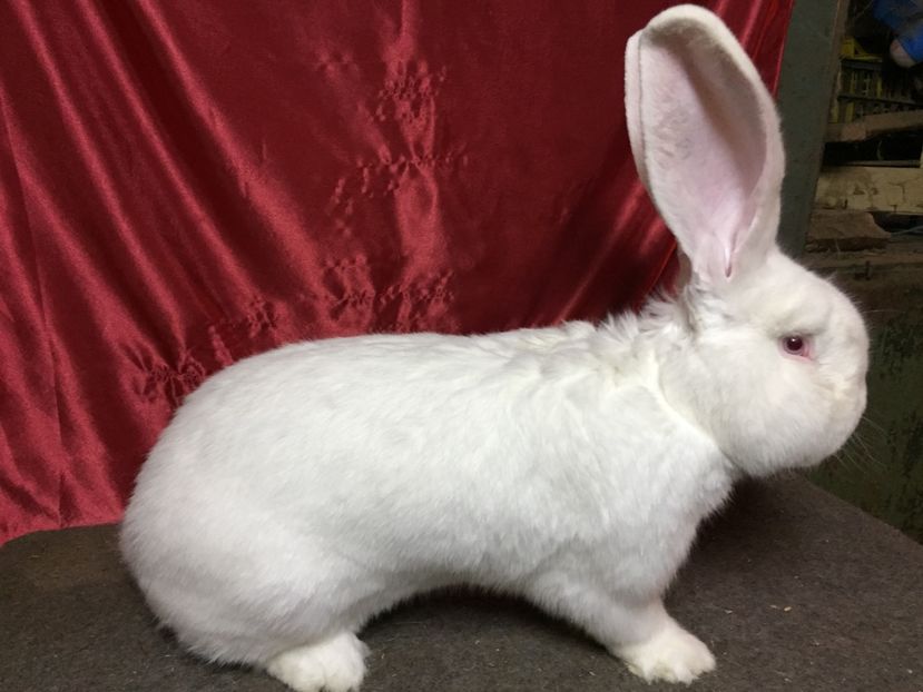 DIN 21.01.2016(M1) - MASCULI UGA 2017