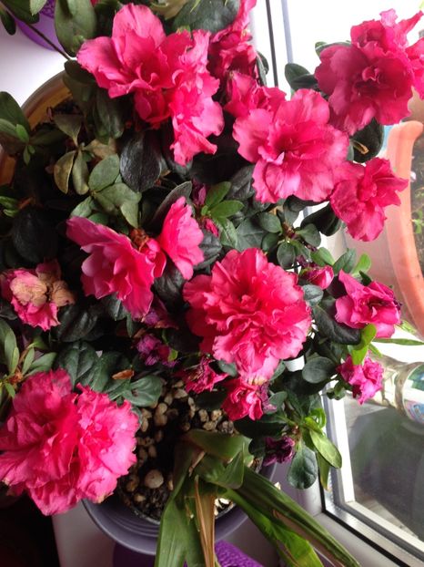 Azaleea mea - FLORILE MELE 2017