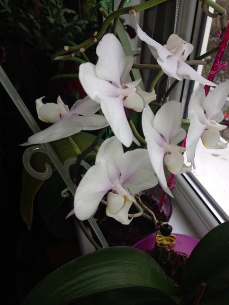 Orhideea asa arata acum - FLORILE MELE 2017
