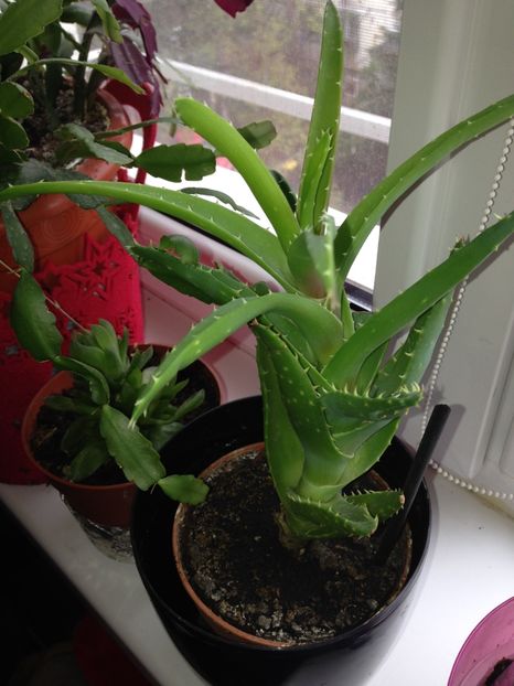 Aloe - FLORILE MELE 2017