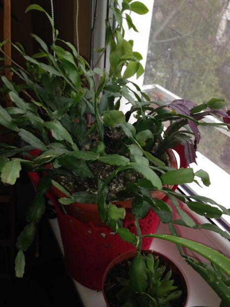 Craciunita mea - FLORILE MELE 2017