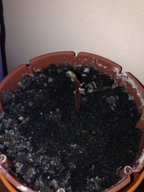 Ups ,Avocado - FLORILE MELE 2017