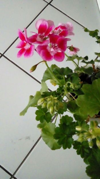 P_20170408_ - Muscate