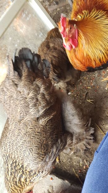 IMG-20170408-WA0011 - Potarnichiu