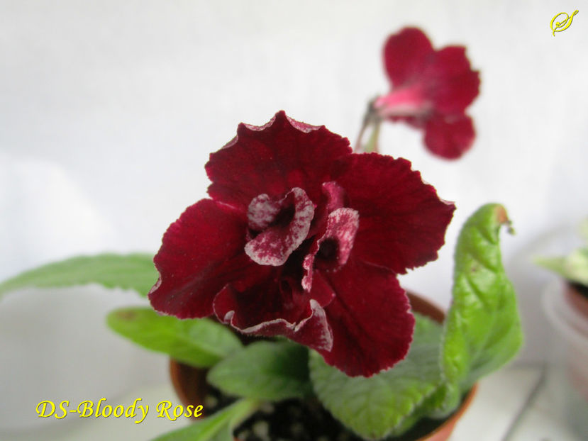 DS-Bloody Rose(8-04-2017) - Streptocarpusi 2017