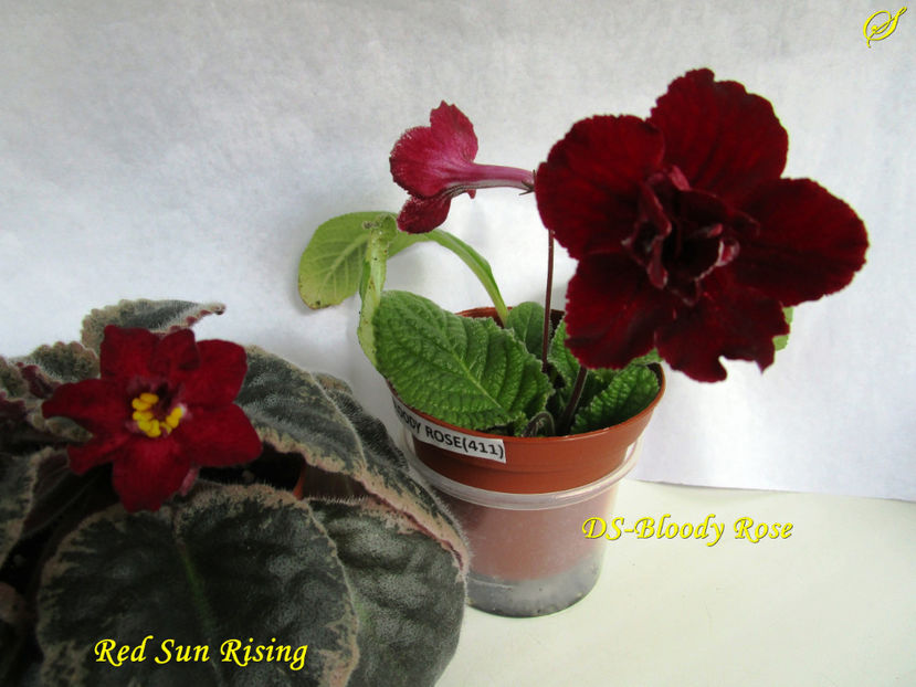 Red Sun Rising & DS- Bloody Rose(8-04-2017) - Streptocarpusi 2017