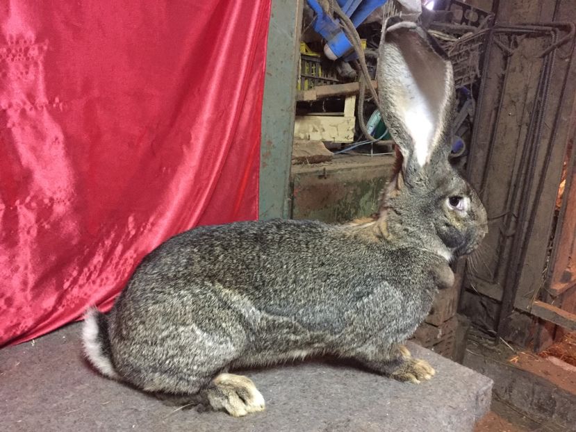 RO 234 3616(F6) - 02 M A T C A___U G G _2017