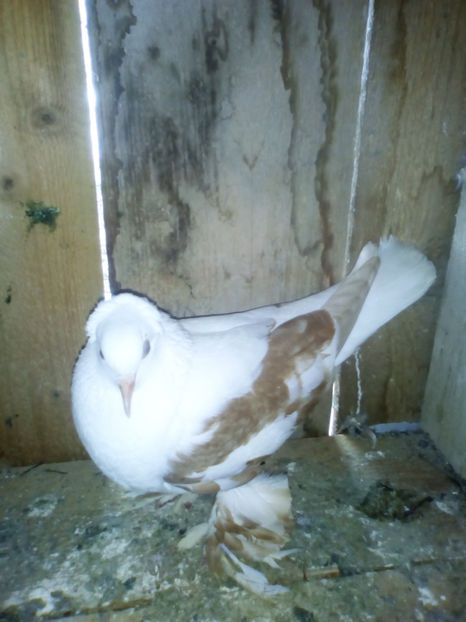  - randunele de saxonia