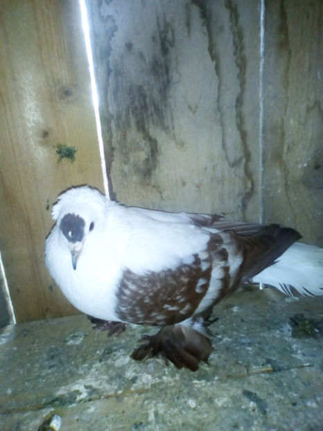 acelasi - randunele de saxonia