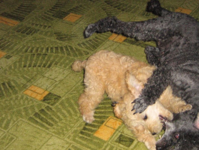  - MUKY_ ceva special