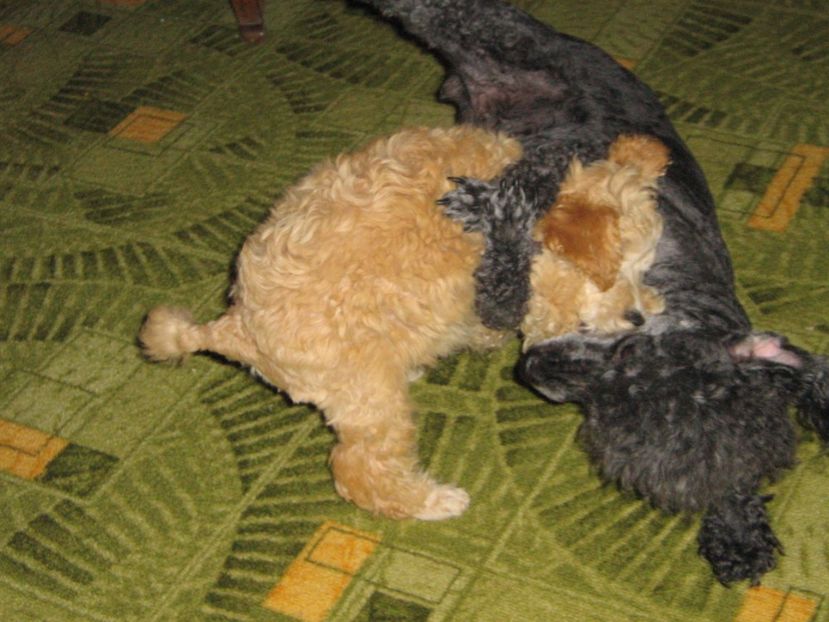  - MUKY_ ceva special