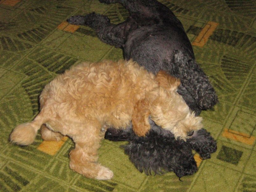  - MUKY_ ceva special