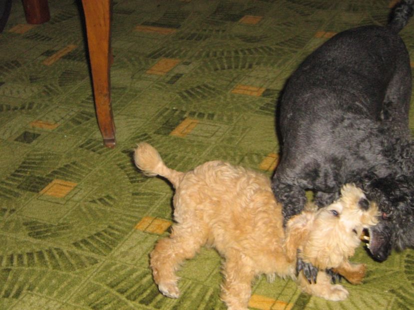  - MUKY_ ceva special