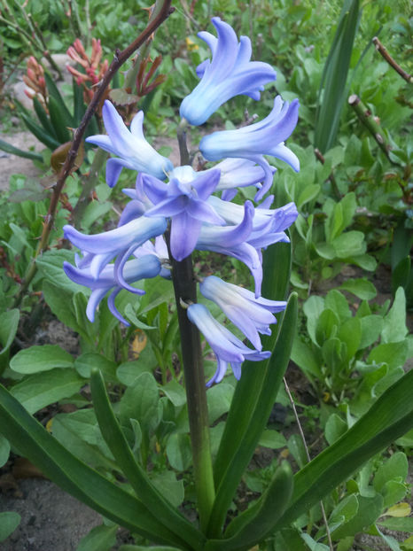  - Primavara - Vara 2017