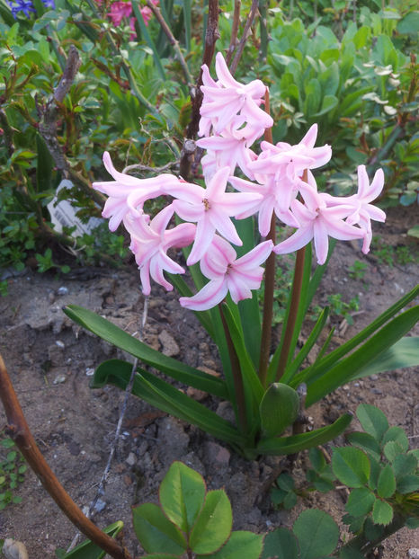  - Primavara - Vara 2017