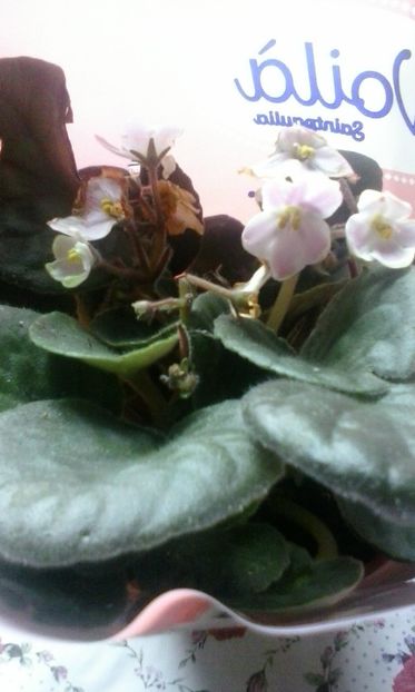  - Diverse flori 2017