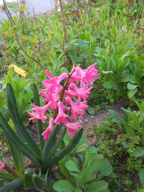  - Primavara - Vara 2017