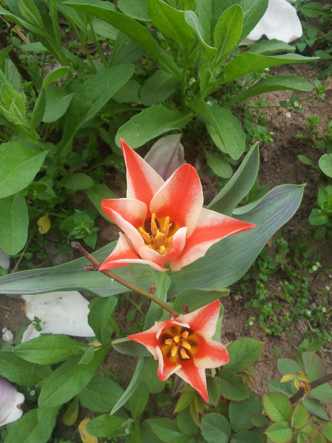  - Primavara - Vara 2017