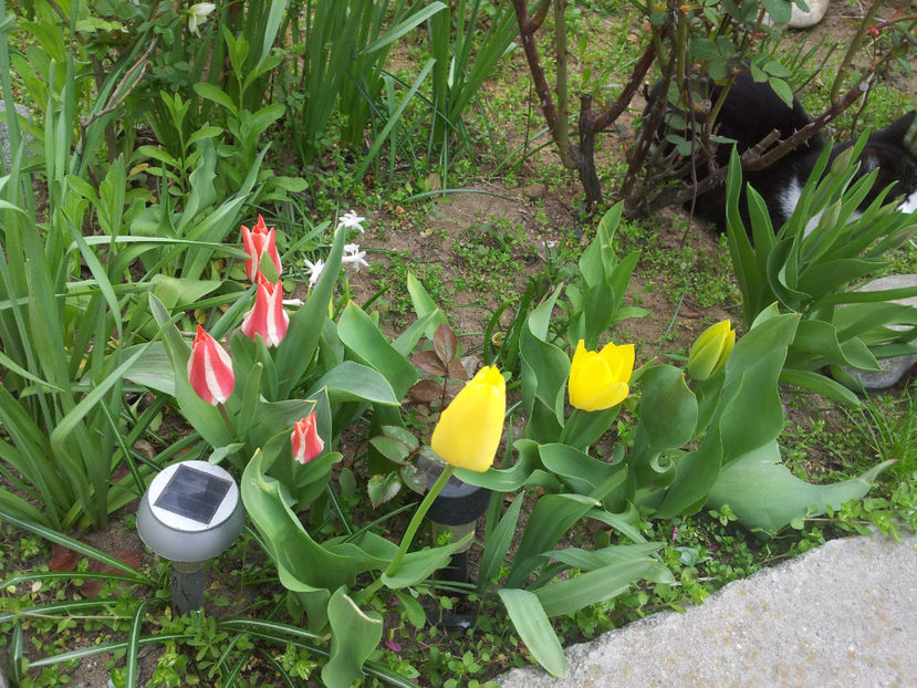  - Primavara - Vara 2017