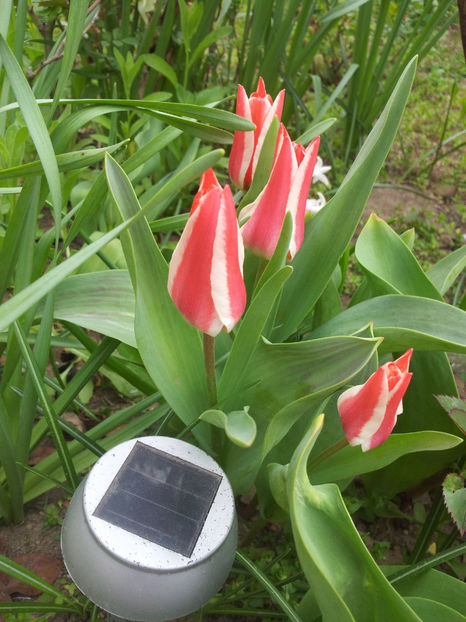  - Primavara - Vara 2017