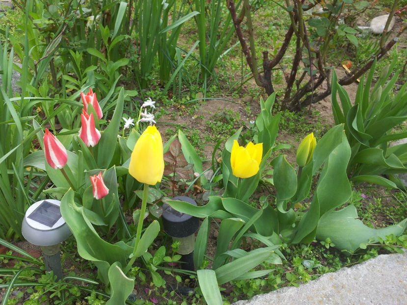  - Primavara - Vara 2017