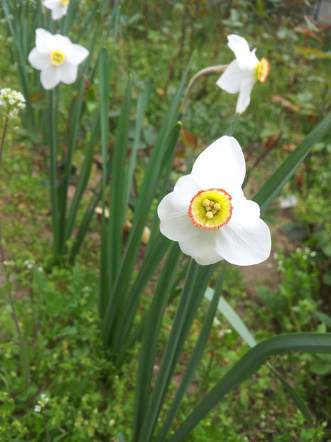  - Primavara - Vara 2017