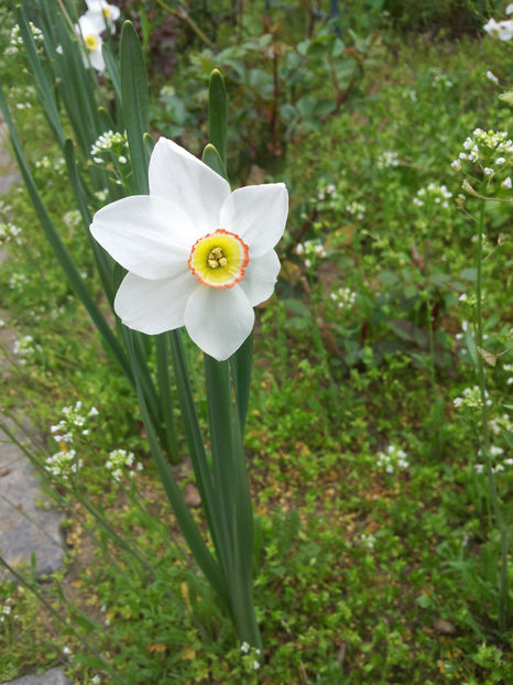  - Primavara - Vara 2017