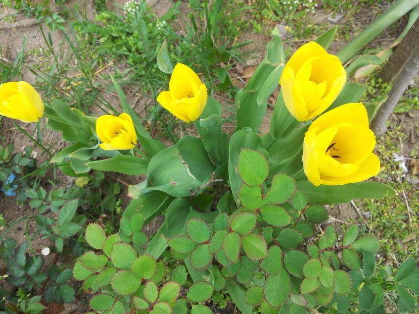  - Primavara - Vara 2017