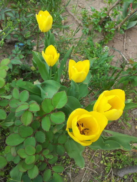  - Primavara - Vara 2017