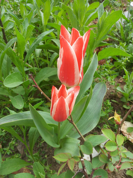  - Primavara - Vara 2017