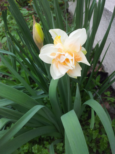  - Primavara - Vara 2017