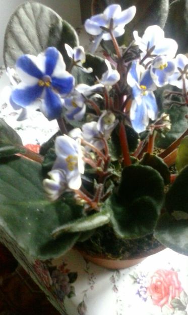  - Diverse flori 2017