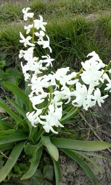  - Diverse flori 2017