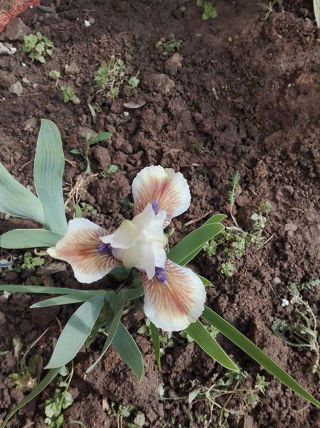 derive-anfosso - colete