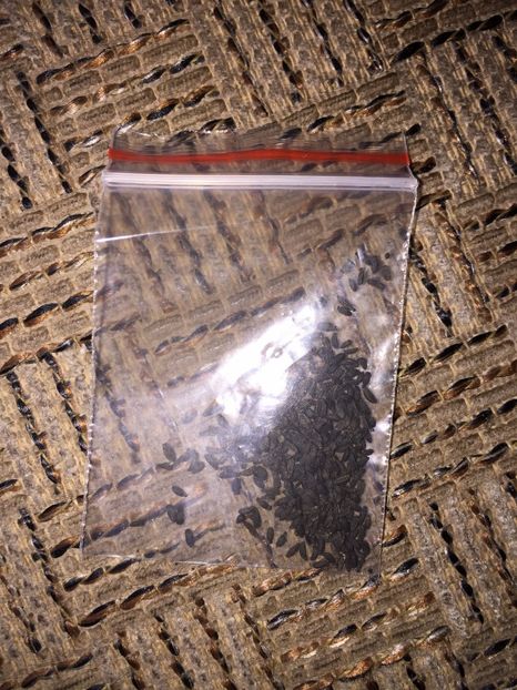 Seminte 50 buc Planta multicoloră agățătoare Clematis - Achizitii FLORI 2017